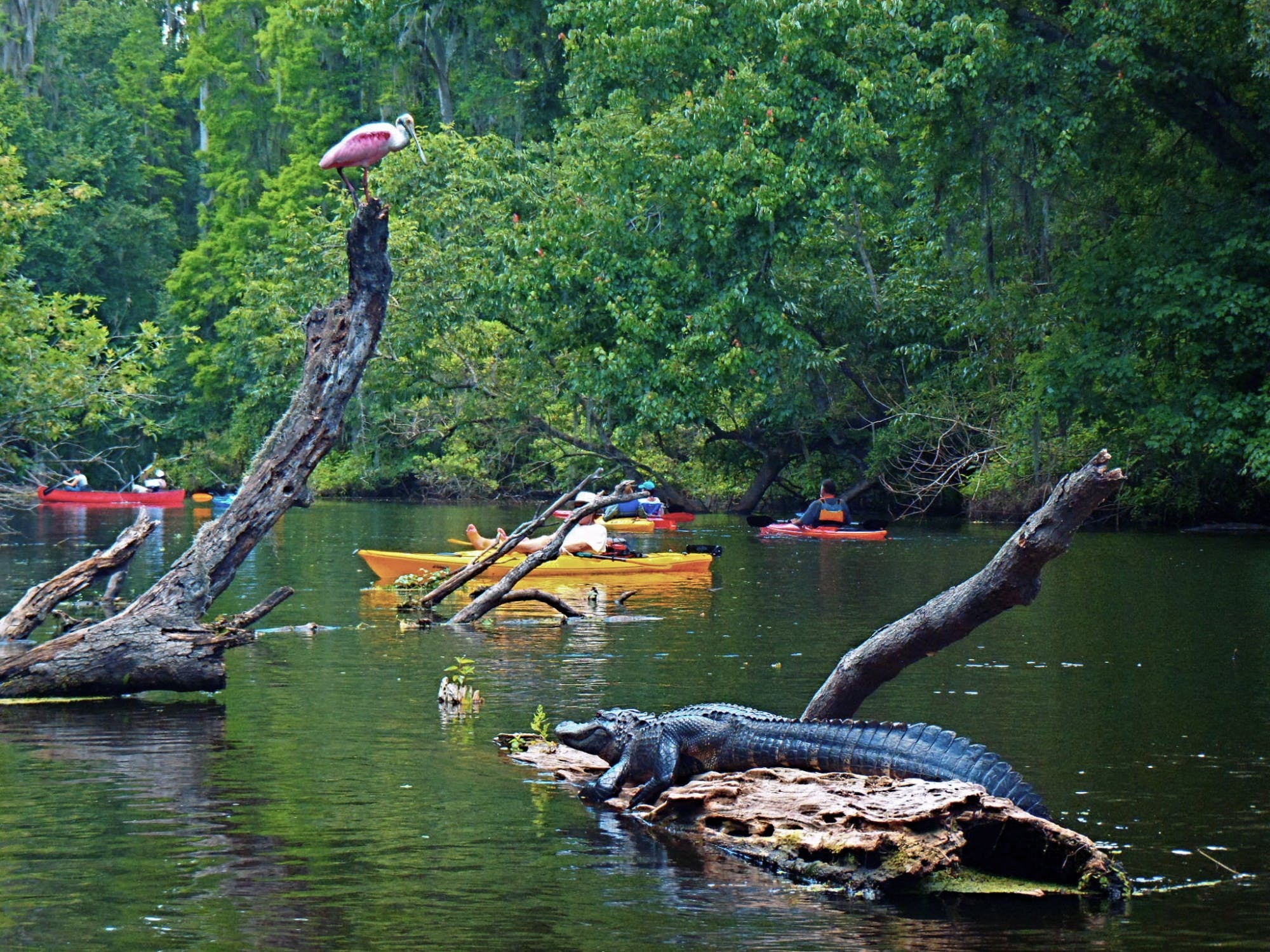 Escursione in kayak sul fiume Econlockhatchee