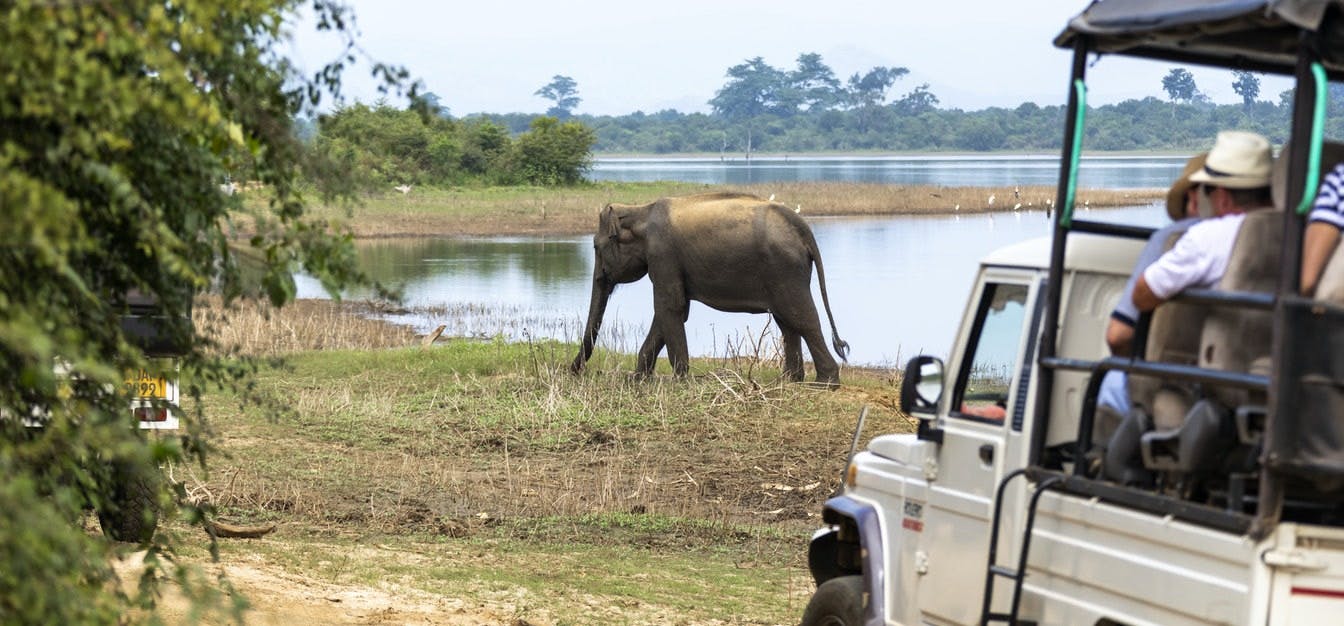 Safari privato del Parco Nazionale di Udawalawe dalla regione di Negombo