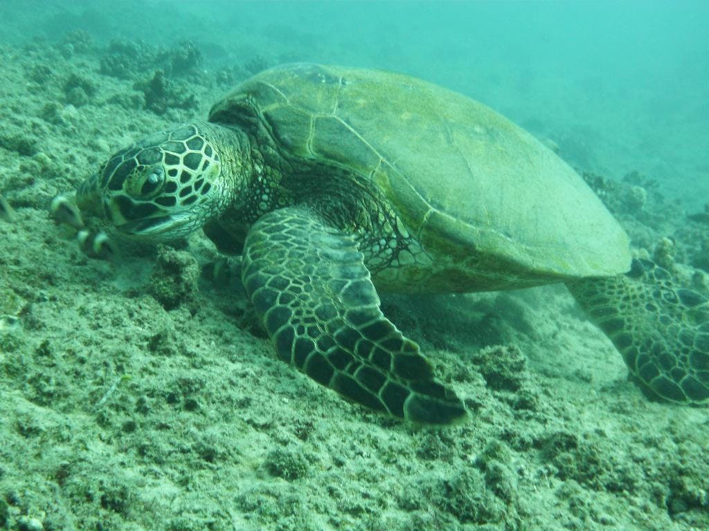Tartaruga Waikiki, snorkeling e pranzo
