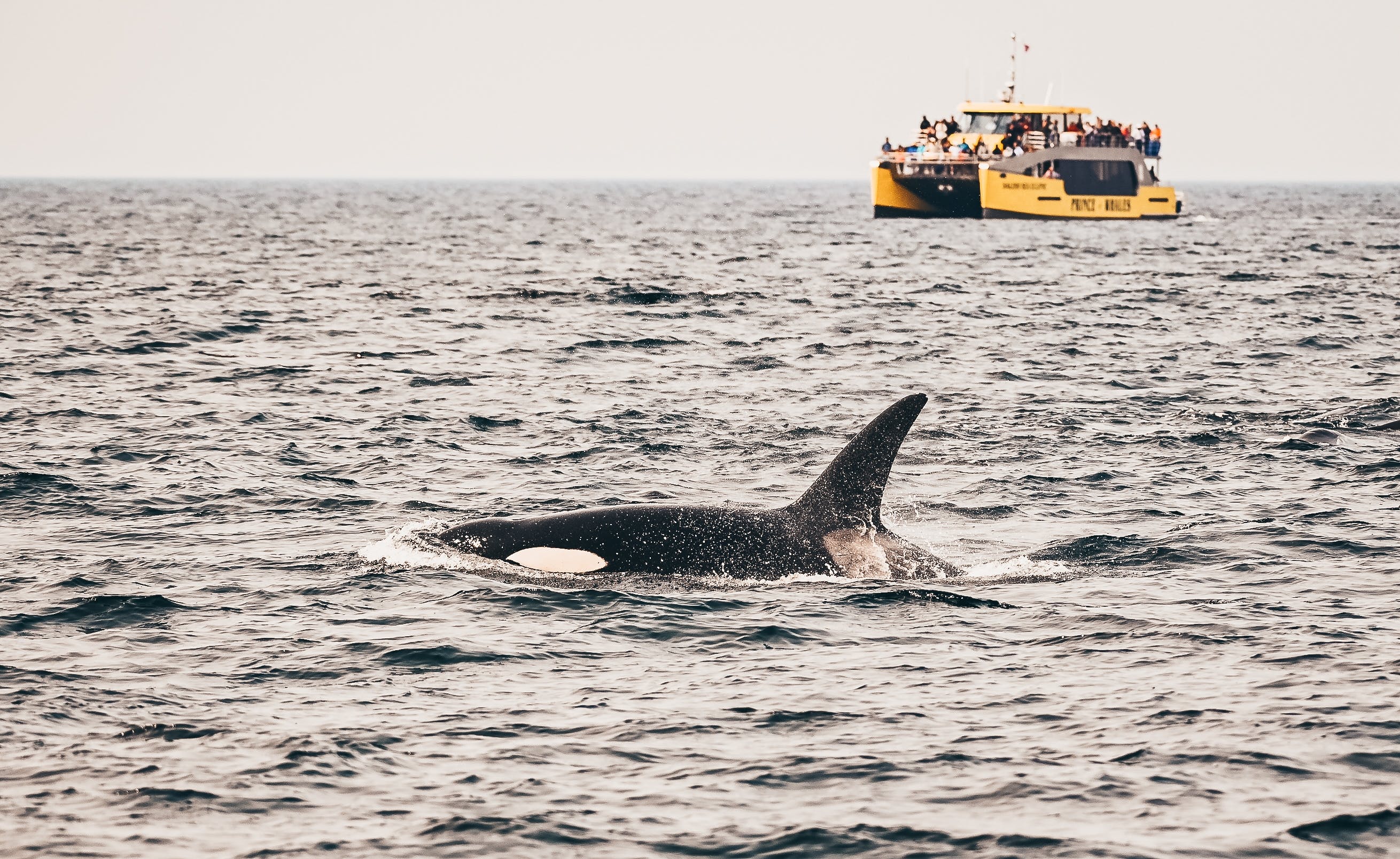 Osservazione delle balene di mezza giornata da Vancouver