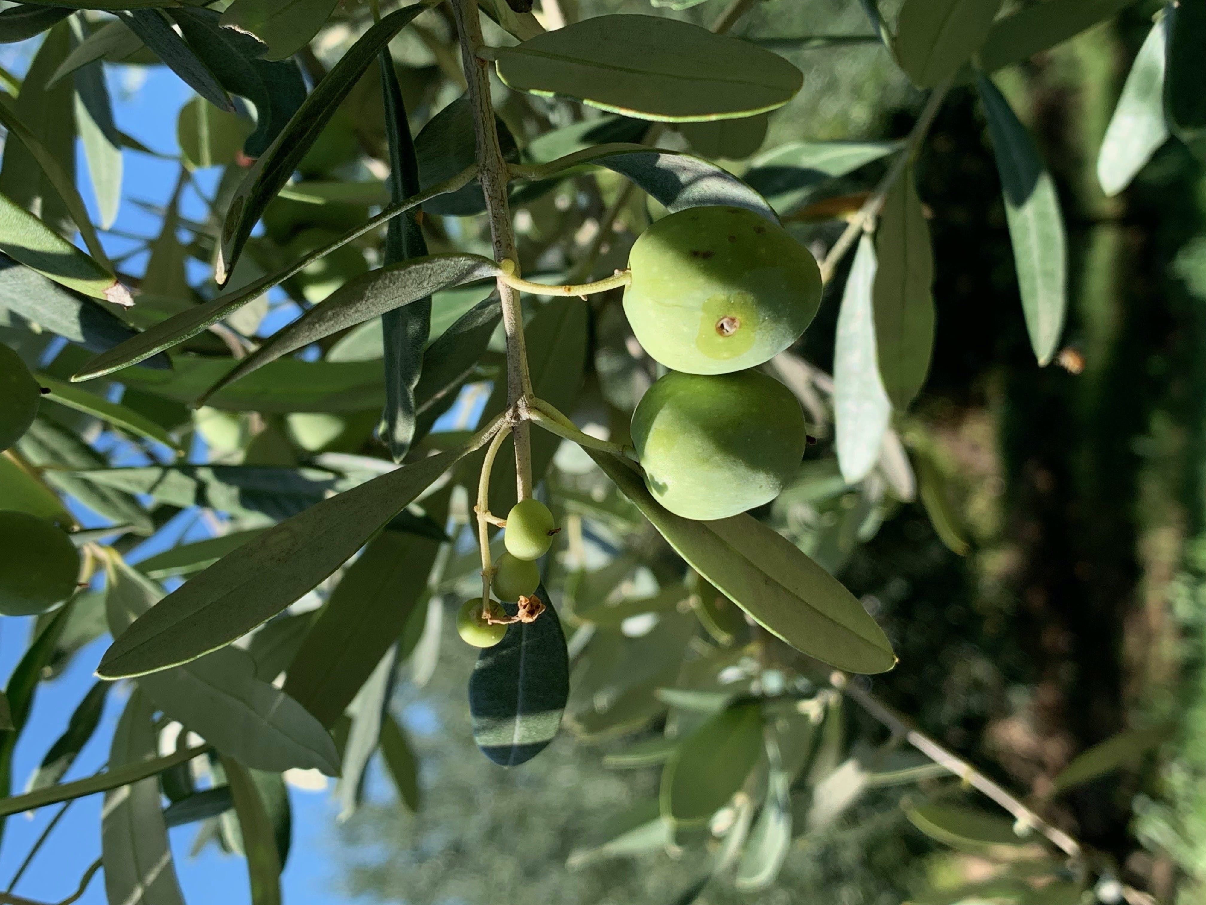 Tour privato della Valpolicella con degustazione di olio d'oliva