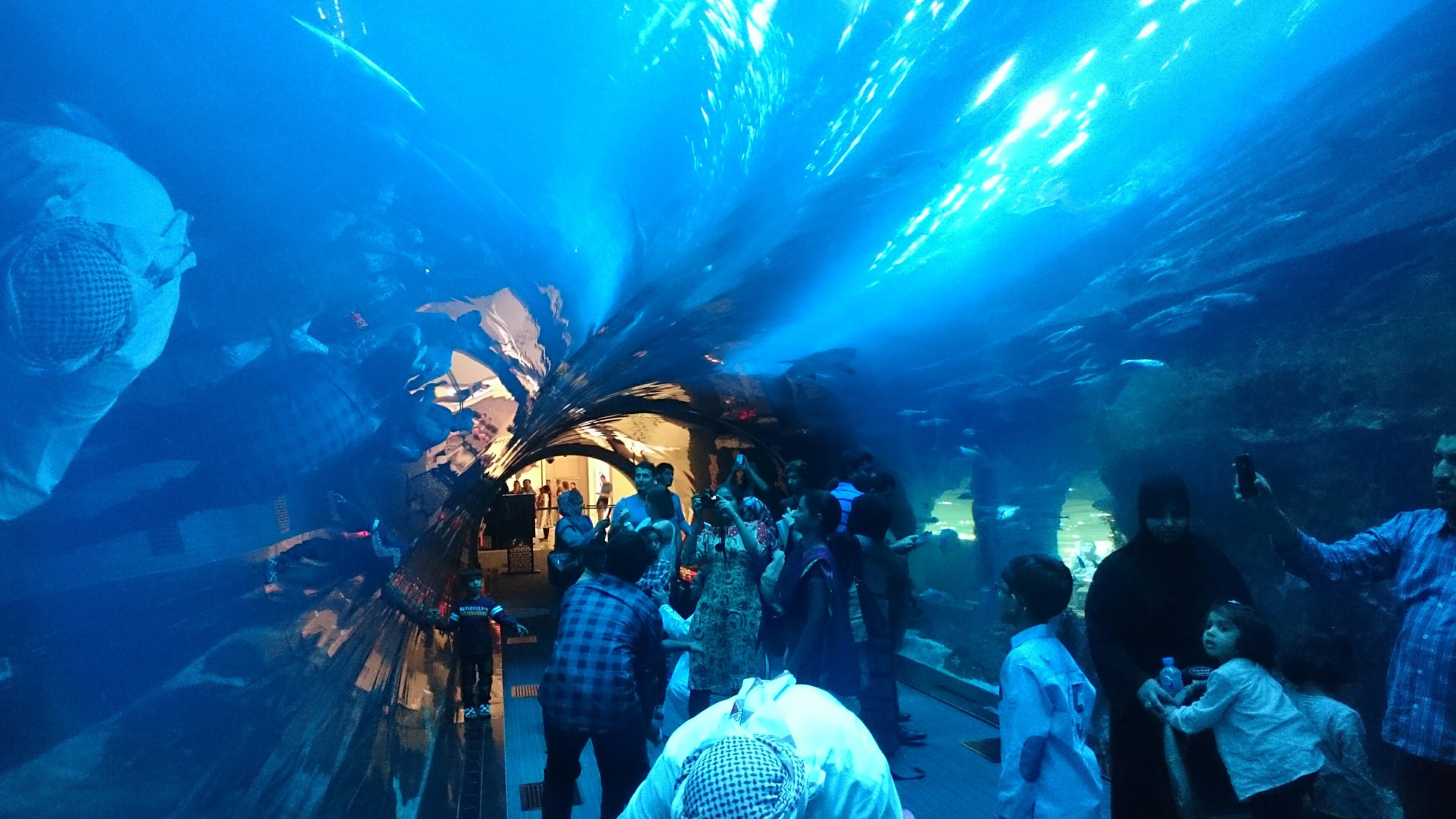 L'ultima esperienza dell'Acquario di Dubai e dello Zoo sottomarino