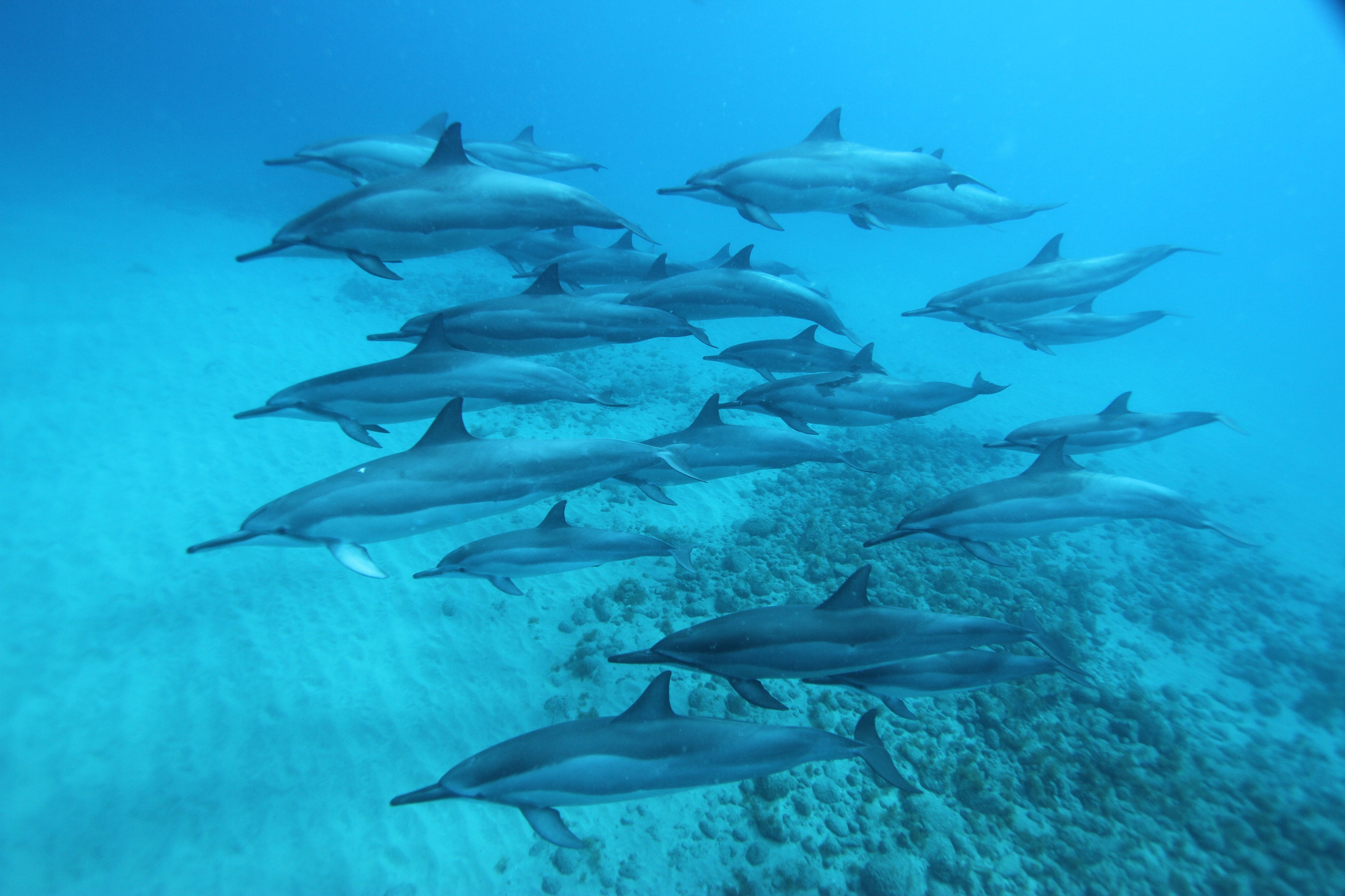 Esperienza di nuoto con i delfini selvatici