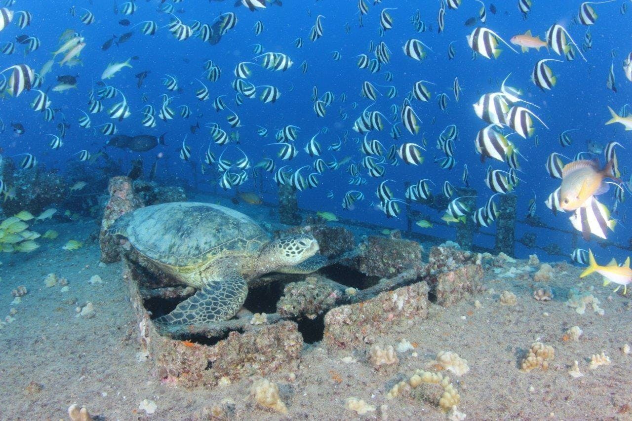 Relitto di Oahu e immersioni nella barriera corallina o tour di snorkeling